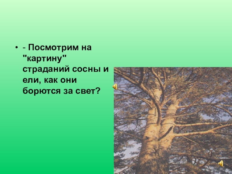 Предложение о ели. Кладовая солнца пришвин сосна и ель. Иллюстрация о ели и сосне. Легенда о сосне и ели. Иллюстрация к эпизоду о ели и сосне.