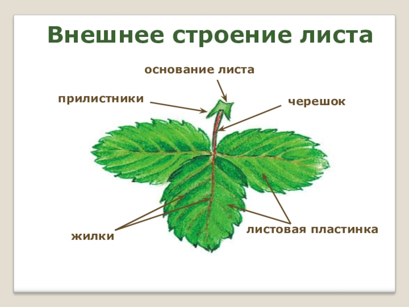 Внешнее и внутреннее строение листьев. Лист шиповника основание черешок листовая пластина. Прилистники черешок основание листа. Строение листа с прилистниками. Основание черешок листовая пластинка листа.