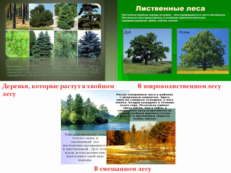 Климат лиственных лесов умеренных поясов