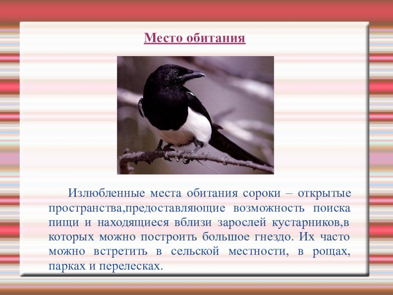 По виду лет сорока. Описание сороки. Сорока для презентации. Информация о Сороке. Сорока интересные факты про птицу.