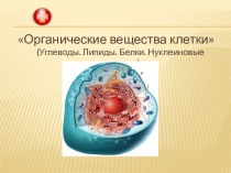 Презентация по теме: органические вещества клетки