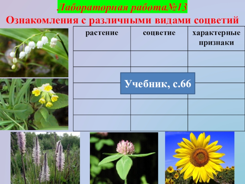 Биология 6 класс рабочая тетрадь соцветия