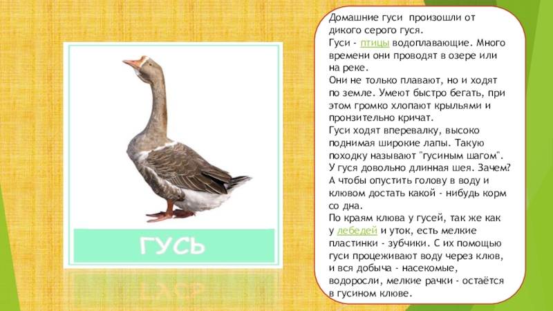 Geese перевод на русский. Гусь домашний описание. Сообщение про гуся. Описание гуся. Доклад о домашних гусях.