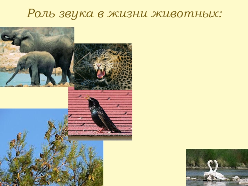 какая роль музыки в кино. звук в жизни человека и животных. роль мировоззрения в жизни человека. презентация на тему кино. звуковые волны в нашей жизни.