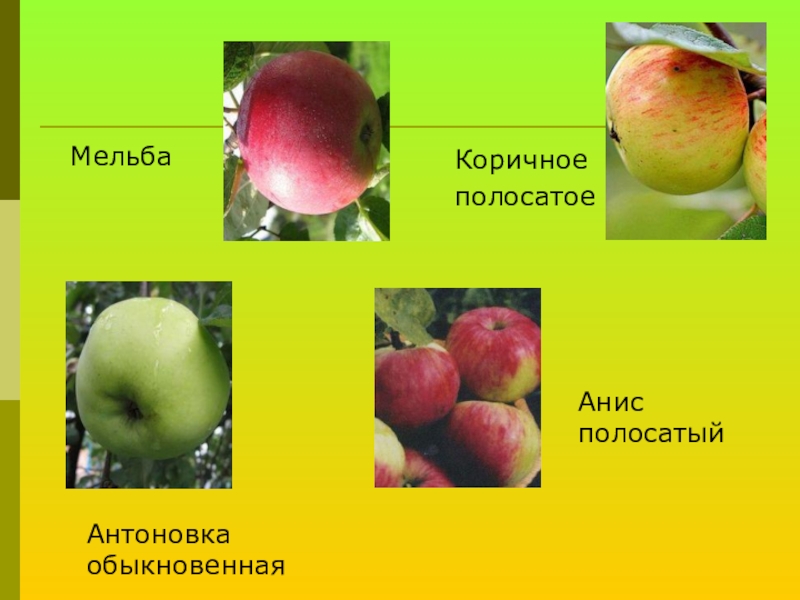 Яблоня анис полосатый описание сорта фото