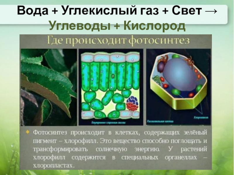 Пигмент участвовавший в фотосинтезе. Фотосинтез. Фотосинтез растительной клетки. Пигменты фотосинтеза растений. Фотосинтезирующие растения.