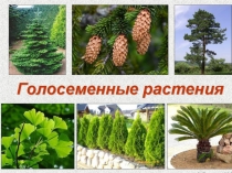 Презентация к уроку Голосеменные5 класс Н.И.Сонин