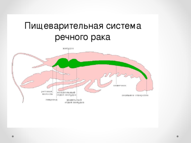 Пищеварительная система ракообразных схема