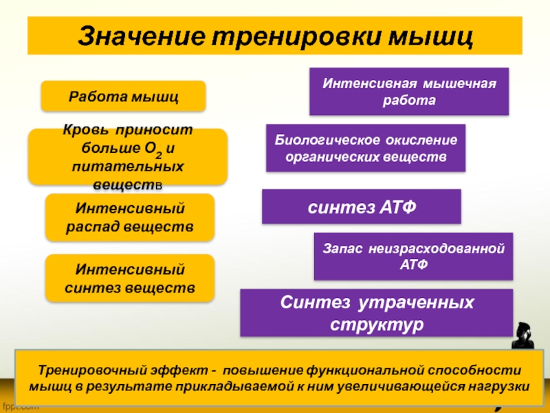 Тренировочный эффект это. Значение тренировки мышц. «Значение тренировки мыщц». Значение тренировки мышц 8 класс биология. Значение тренировки мышц 8 класс.