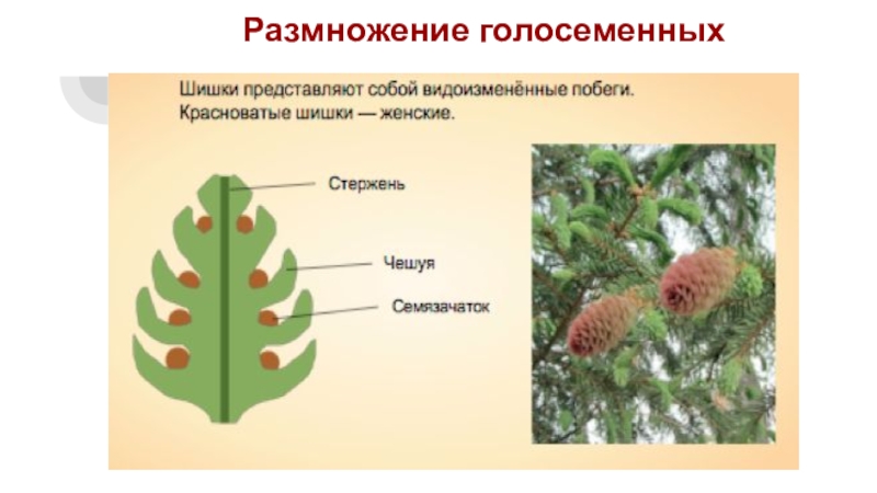 Размножение голосеменных растений 6 класс презентация