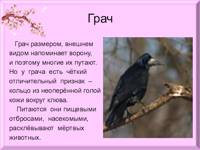 Грачи краткое описание. Грач внешний вид. Виды грачей. Внешний вид Грача описание. Грач характеристика.