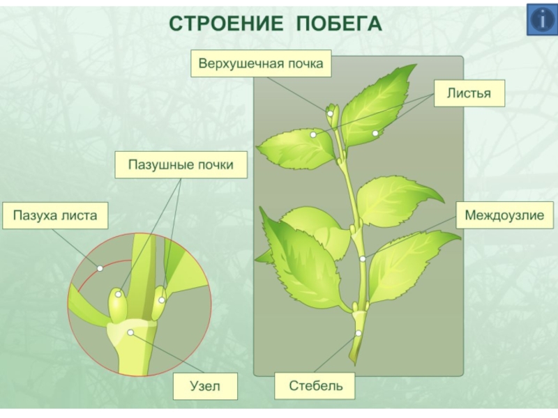 Какие органы растений изображены на рисунке и обозначены цифрами 1 и 2 шишка и груша