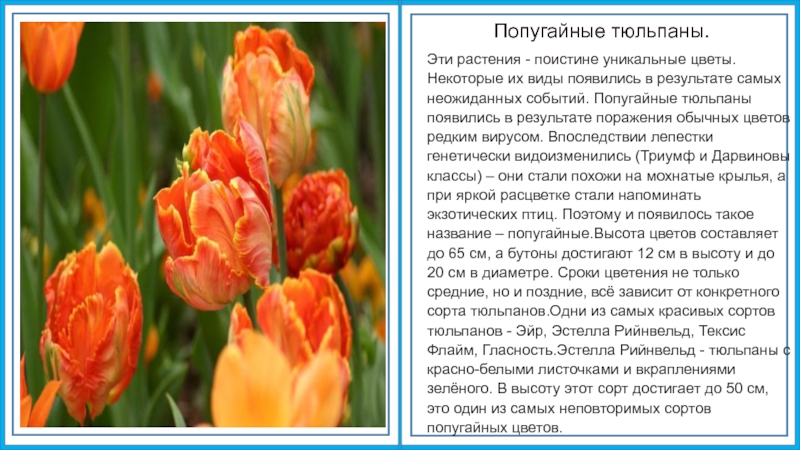 Тюльпан текс. Описание тюльпана. Тюльпан описание растения. Описать тюльпан. Информация о тюльпане.