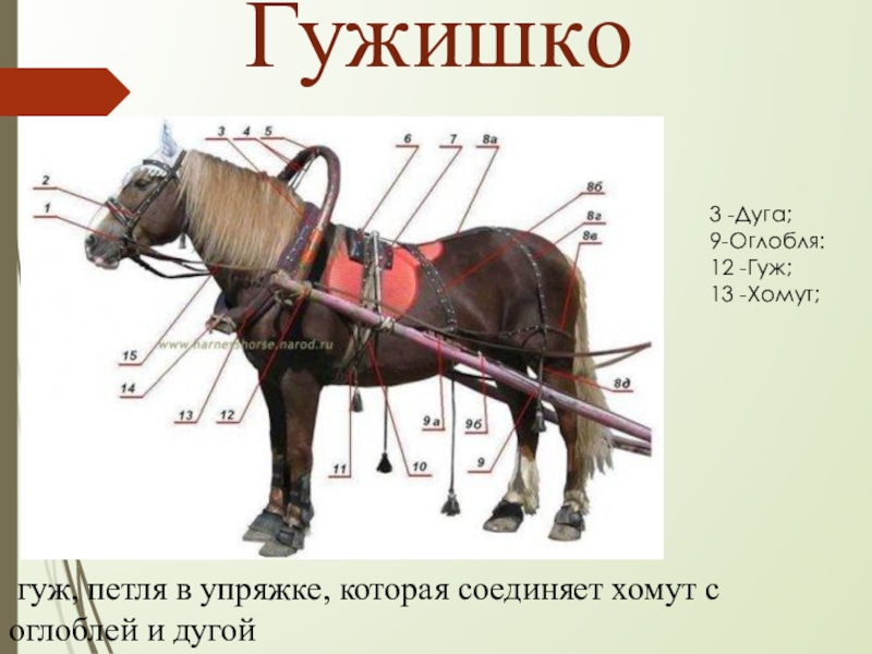 гуж, петля в упряжке, которая соединяет хомут с оглоблей и дугойГужишко3 -Дуга; 9-Оглобля: 12 -Гуж; 13