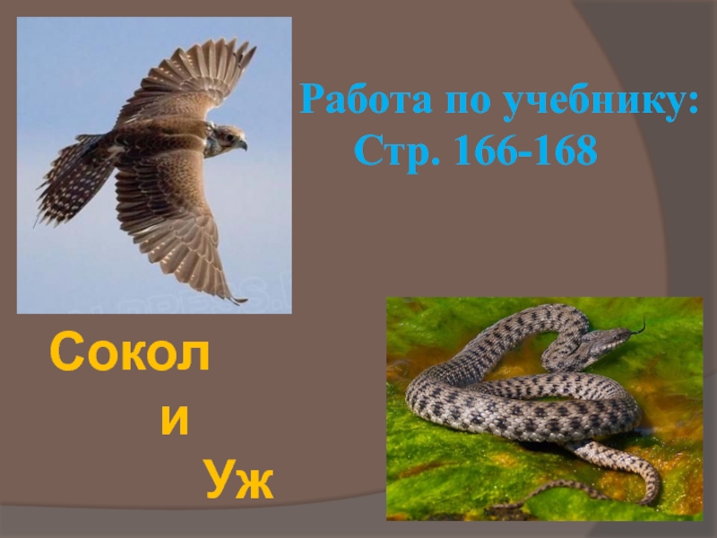 Минус соколе. Сокол и уж. Уж и Сокол Горький. Образы ужа и Сокола. Уж и Сокол презентация.