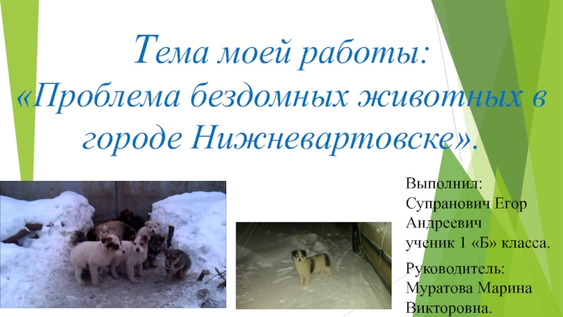 Презентация Презентация к социальному проектуПроблема бездомных животных в городе Нижневартовске
