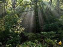 Презентация по литературе на тему  Поэты о Великой Отечественной войне.