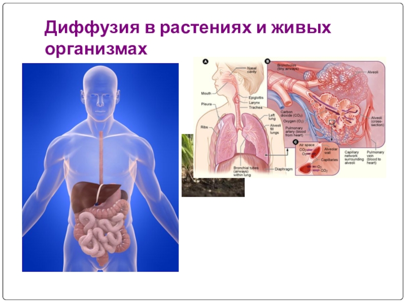 Диффузия в дыхании. Примеры диффузии в организме. Диффузия в пищеварении человека. Диффузия в жизнедеятельности человека. Роль диффузии в процессе жизнедеятельности.