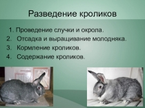 Презентация по биологии на тему Разведение кроликов
