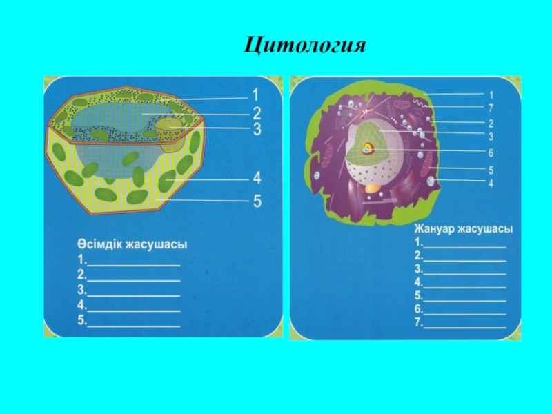 Жасушаның құрылысы фото