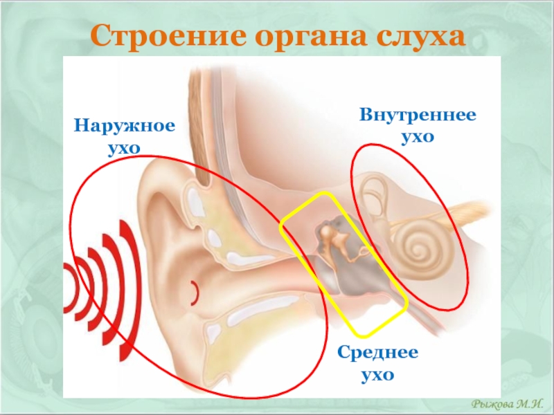 Урок орган слуха. Строение внутреннего уха орган слуха. Строение уха человека схема для детей. Орган слуха схема.
