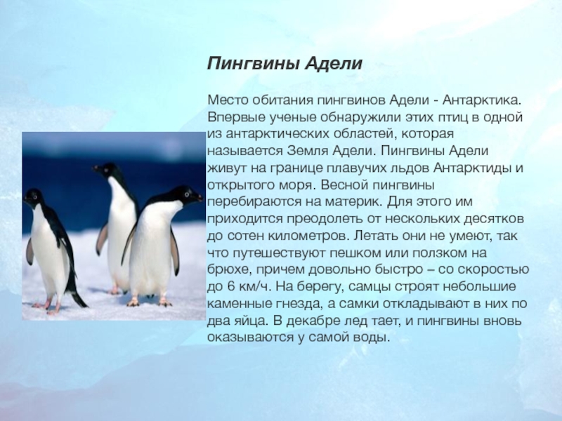 Пингвины АделиМесто обитания пингвинов Адели - Антарктика. Впервые ученые обнаружили этих птиц в одной из антарктических областей,