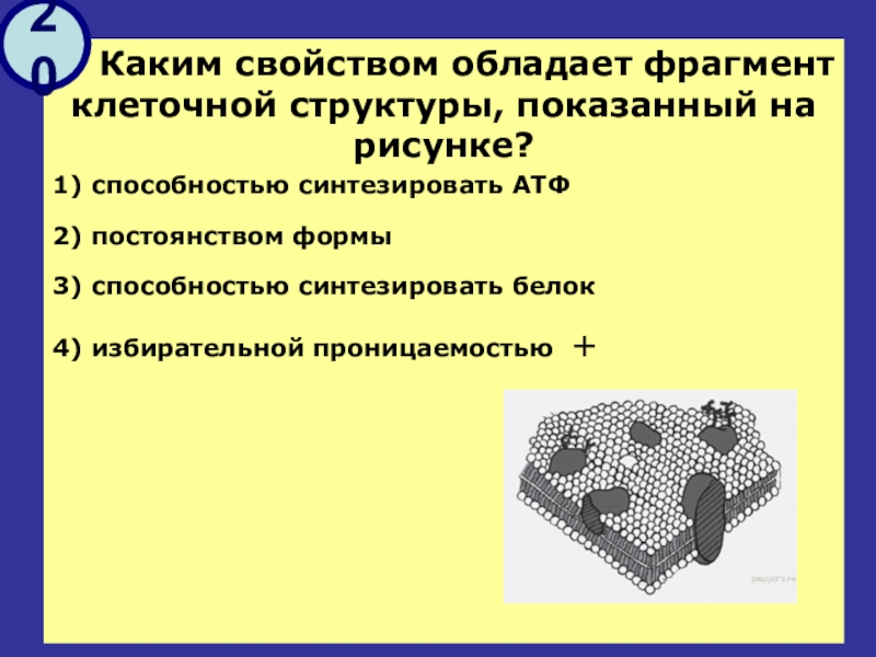 Определите модель какой клеточной структуры изображена на рисунке