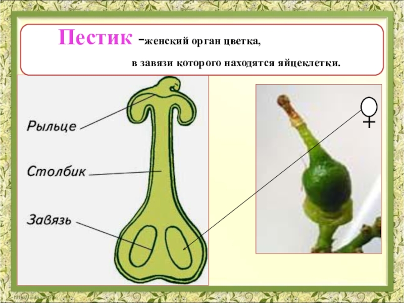 Строение пестика. Части органов пестика. Пестик это женский. Органы цветка пестик. Средняя часть пестика.