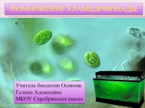 Презентация по биологии на тему Размножение хламидомонады (6 класс)