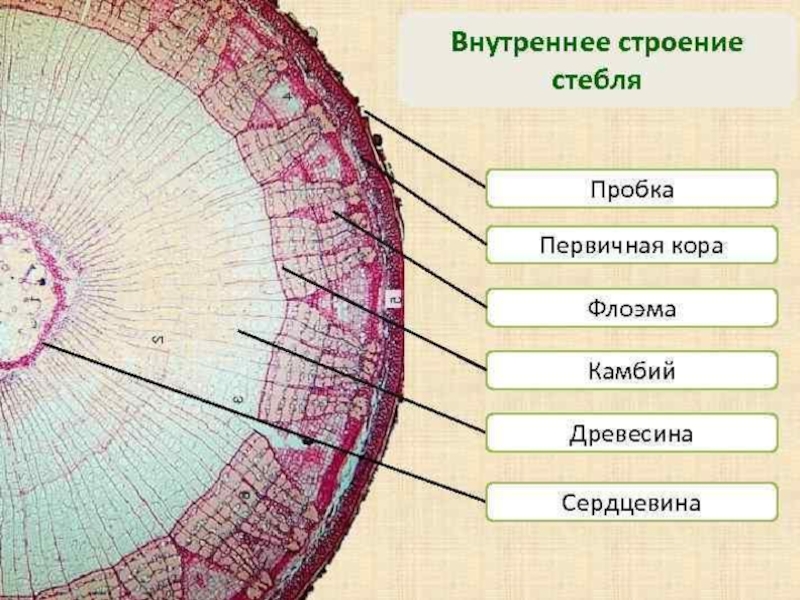 Внутреннее строение растений презентация