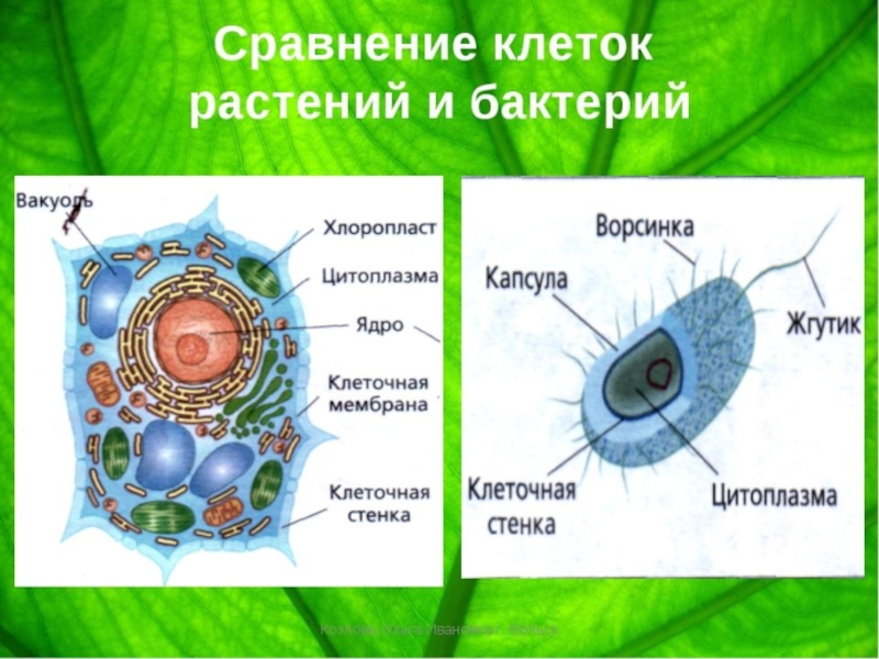 Растительная клетка царство. Клетка растения. Строение растительной и животной клетки 5 класс биология. Клетка растения 5 класс. Строение животной клетки по биологии 5 класс.