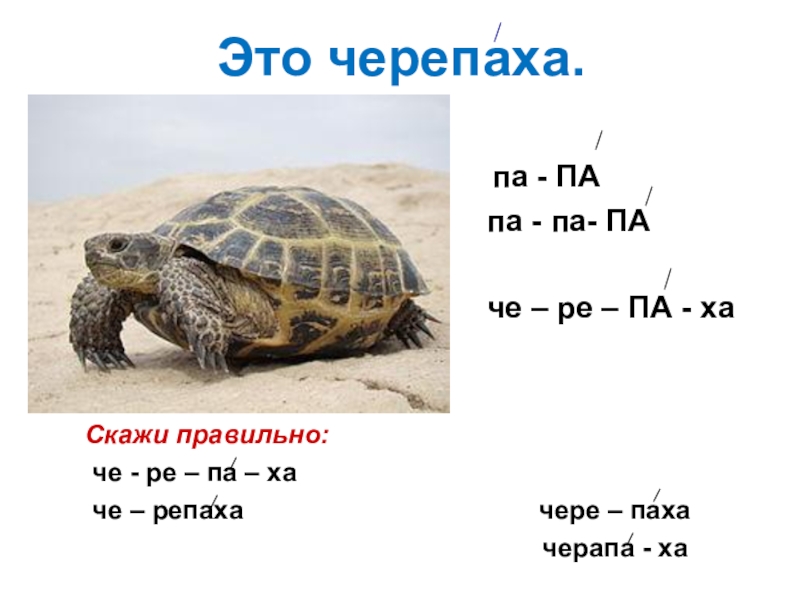 Слово черепаха. Паха черепаха это черепаха. Черепаха да. Скажи черепашка. Как правильно говорить черепаха по английски.