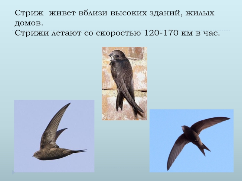 Стриж птица фото самка и самец фото и описание
