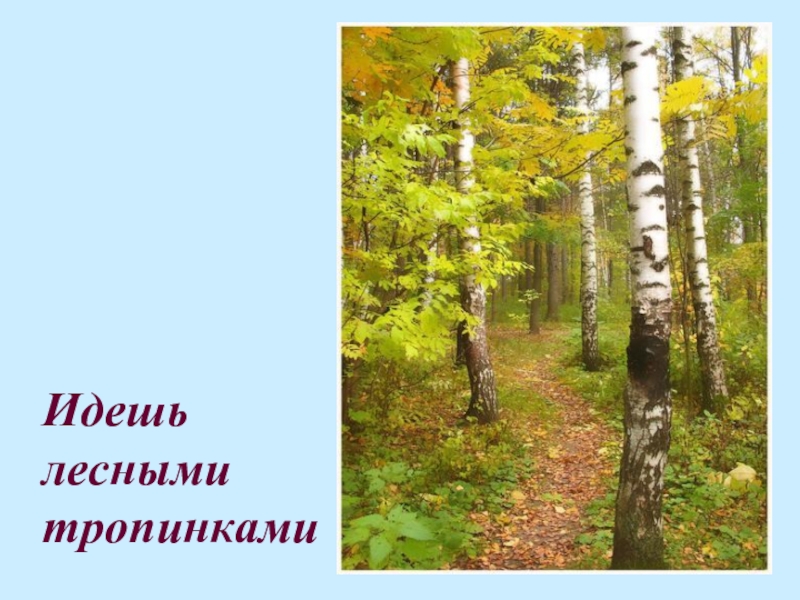 Идешь по лесной тропинке любуешься деревьями вдруг. По лесным тропинкам. Проект Лесная тропа презентация. Надпись Лесная тропинка. Предложение Лесная тропинка.