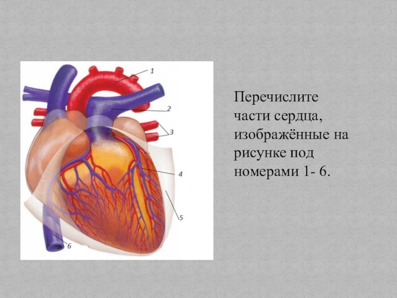 На рисунке изображено сердце. Части сердца. Перечислите части сердца изображенные на рисунке. Перечисление частей сердца. Подпишите части сердца.