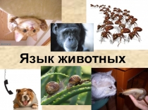 Презентация по биологии  Язык животных