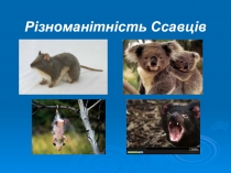 Різноманітність Ссавців слайдшоу