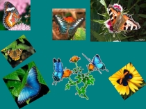 Презентация по биологии на тему Тип Членистоногие (7 класс)