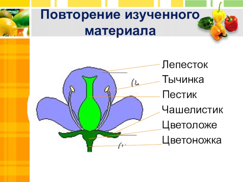 Биология 9 класс повторение презентация