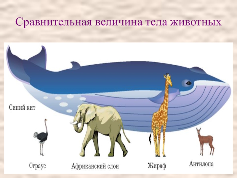 Сравните образ жизни тюленя и кита. Сравнение животных. Сравнение массы животных. Сравнительная величина. Тело животных.