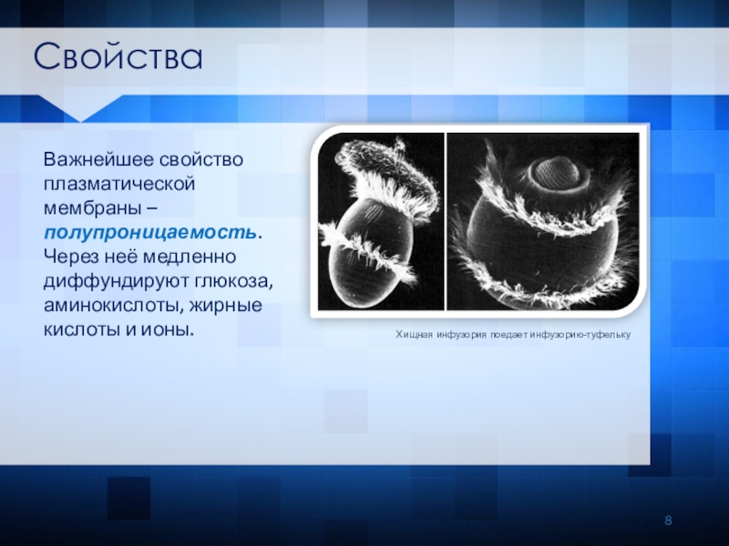 Свойства плазматической мембраны. Основное свойство цитоплазматической мембраны. Свойство мембраны полупроницаемость. Свойства цитоплазматической мембраны.