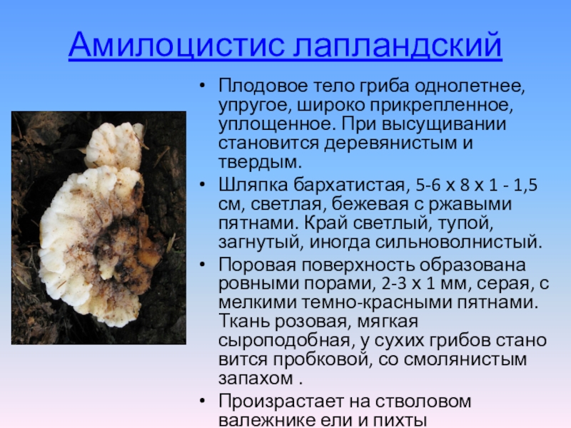 Презентация Редкие грибы, занесённые в Красную книгу ХМАО - Югры.