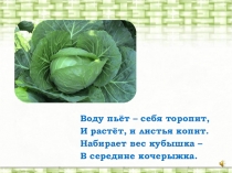 Презентация Приготовление национальных блюд. Квашение капусты