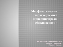 Научная работа на тему: Морфологическая характеристика шиповника(розы обыкновенной).