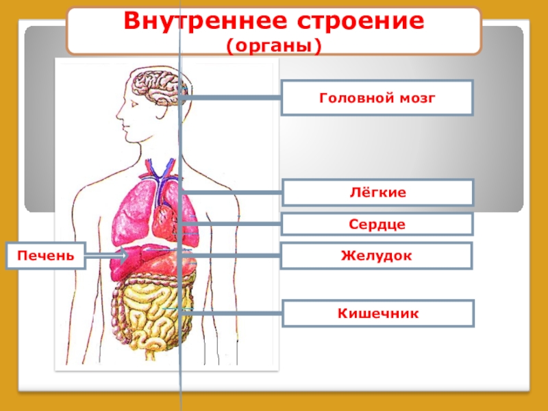 Строение человека модель 2 класс. Строение тела человека 2 класс окружающий мир школа России. Внутреннее строение человека. Модель внутреннее строение тела человека. Строение тела человека 2 класс.