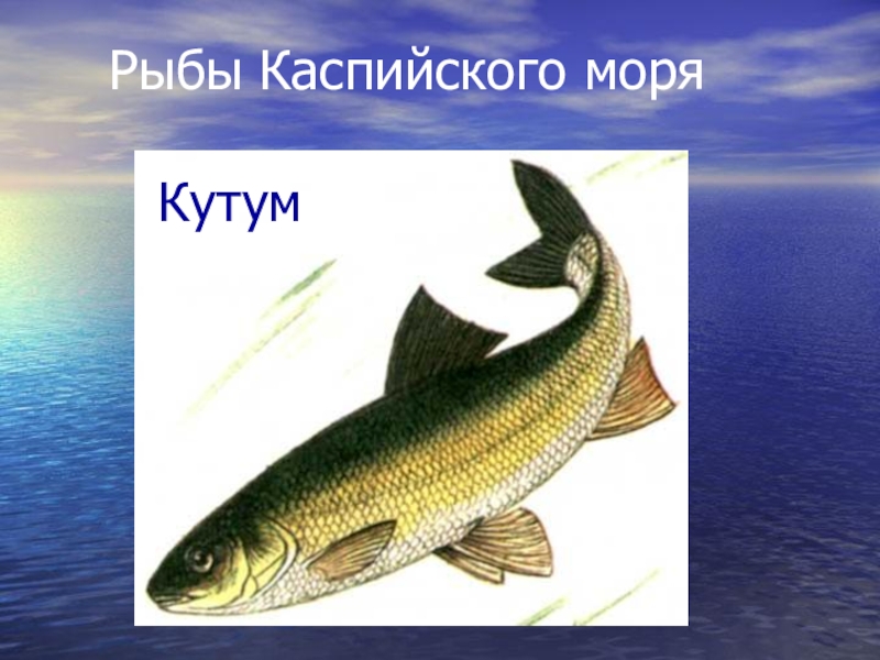 Какая рыба водится в каспийском. Рыбы Каспийского моря. Виды рыб обитающих в Каспийском море. Рыба обитающая в Каспийском море. Хищные рыбы Каспия.