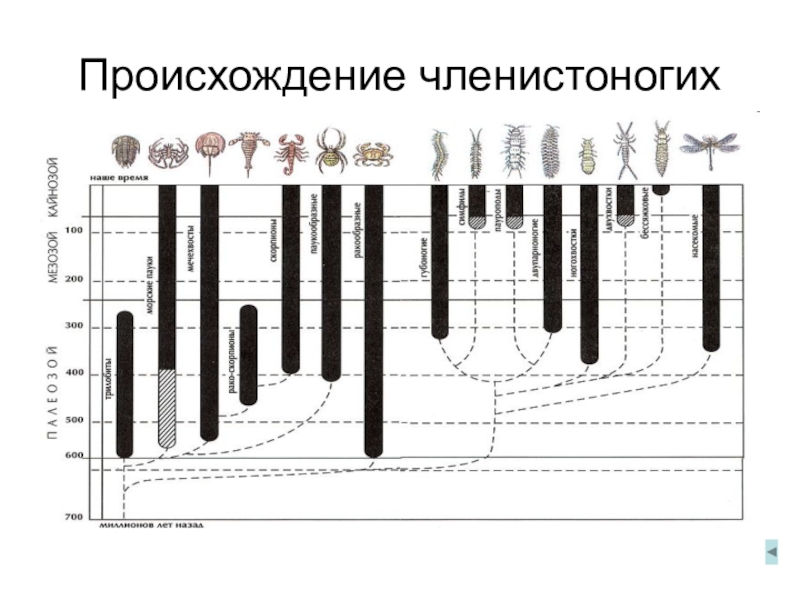 Сообщение о происхождении и эволюции членистоногих. Эволюция членистоногих. Филогения членистоногих. Членистоногие происхождение. Эволюция членистоногих схема.