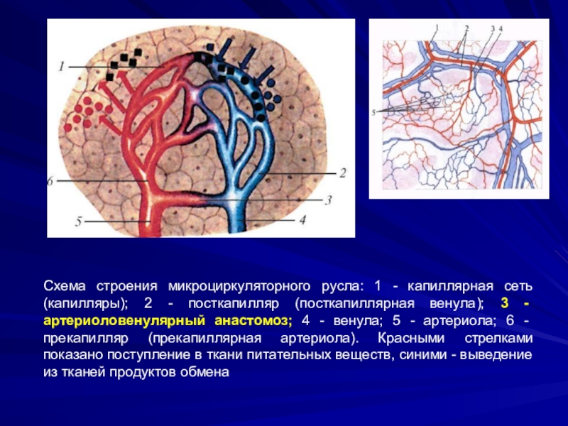 Микроциркуляторное русло. Сосуды микроциркуляторного русла строение. Сосуды микроциркуляторного русла схема. Гистология строение сосудов микроциркуляторного русла. Схема строения микроциркуляторного русла.