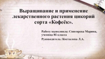 Презентация исследовательской работы Изготовление напитка из цикория в домашних условиях