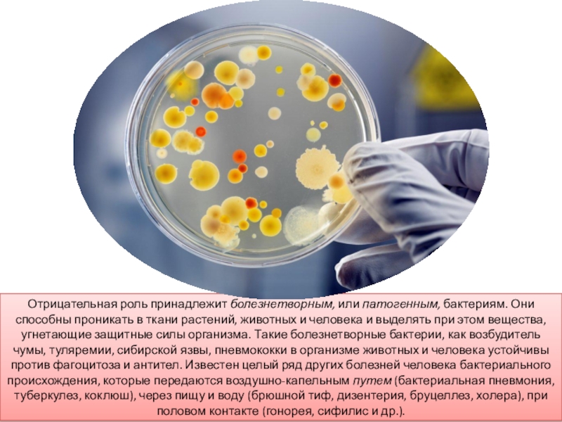 Патогенные бактерии в жизни человека